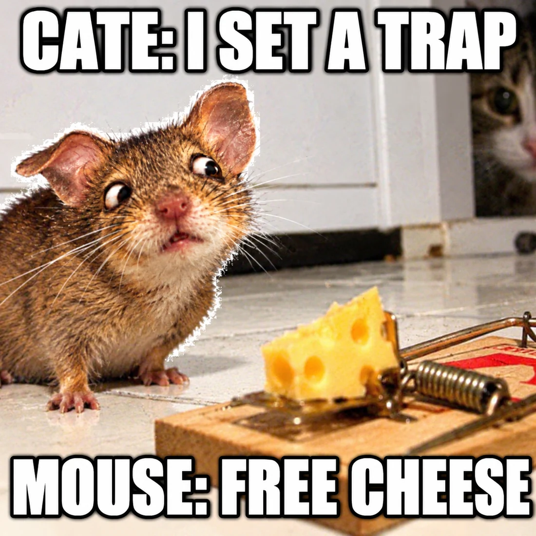 Mouse eyeing a cheese baited trap while the cat watches